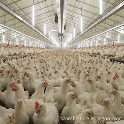 T16 Vertically Hanging Brioler Poultry Lighting